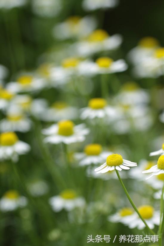 15种让蚊虫远离你家的顶级驱虫植物 种上后家里从此不再有蚊虫