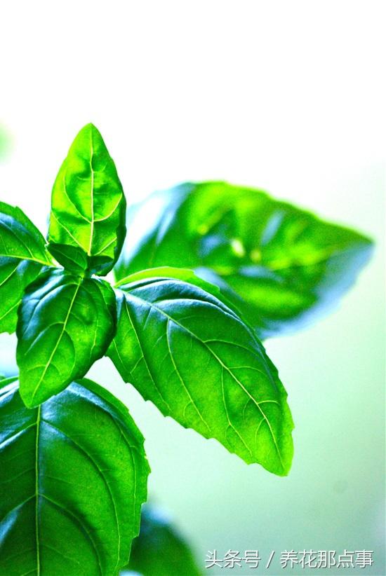 15种让蚊虫远离你家的顶级驱虫植物 种上后家里从此不再有蚊虫