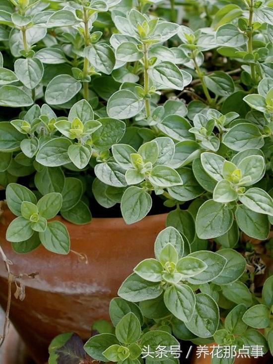 15种让蚊虫远离你家的顶级驱虫植物 种上后家里从此不再有蚊虫