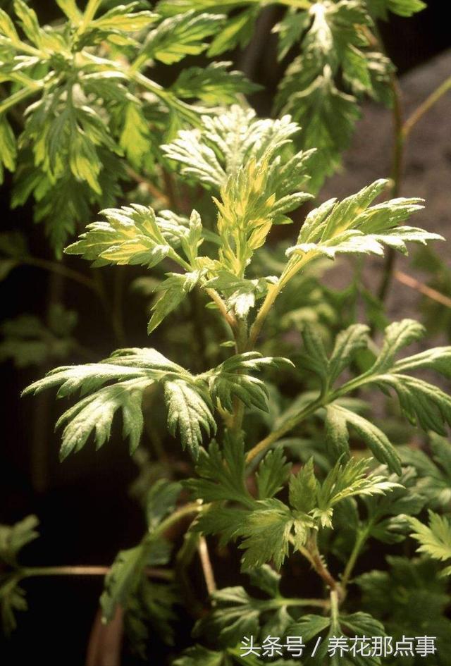 15种让蚊虫远离你家的顶级驱虫植物 种上后家里从此不再有蚊虫