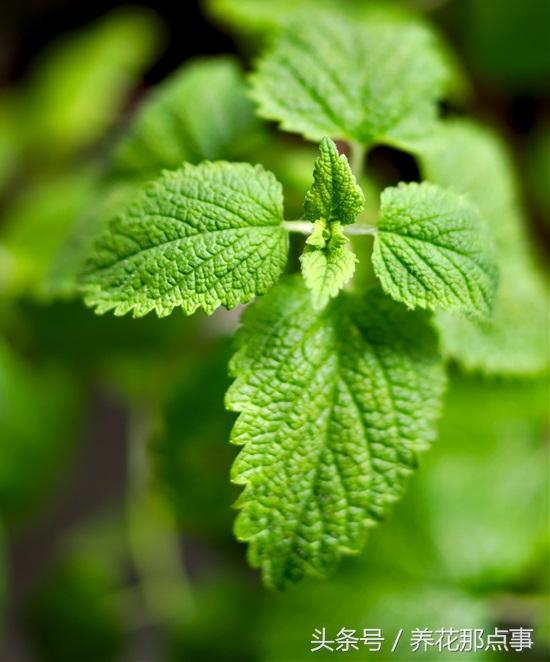 15种让蚊虫远离你家的顶级驱虫植物 种上后家里从此不再有蚊虫