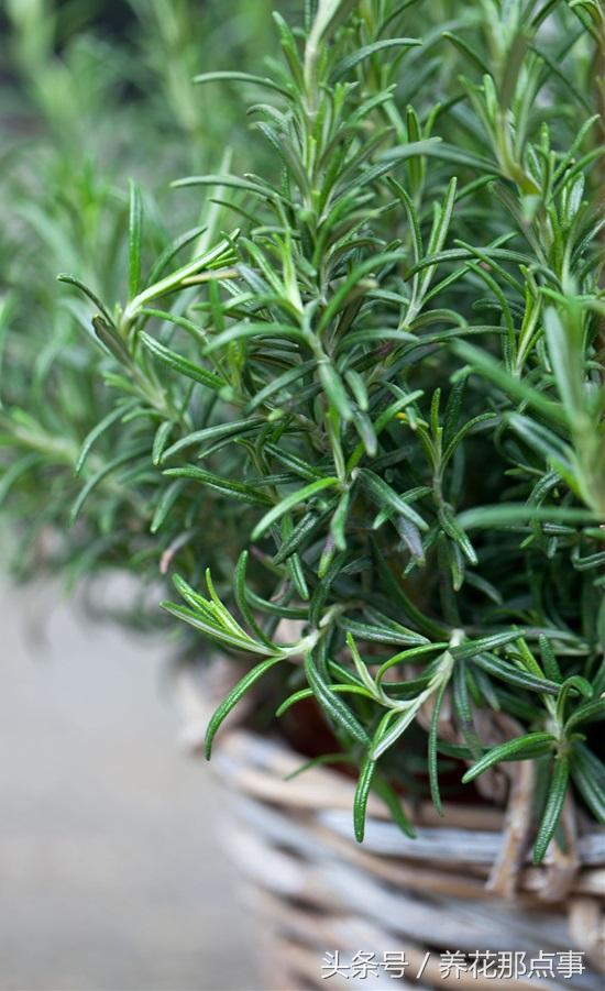 15种让蚊虫远离你家的顶级驱虫植物 种上后家里从此不再有蚊虫