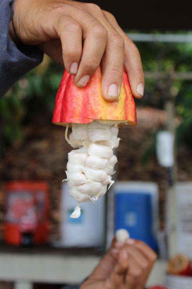 巧克力:从一朵花开始的华丽变身