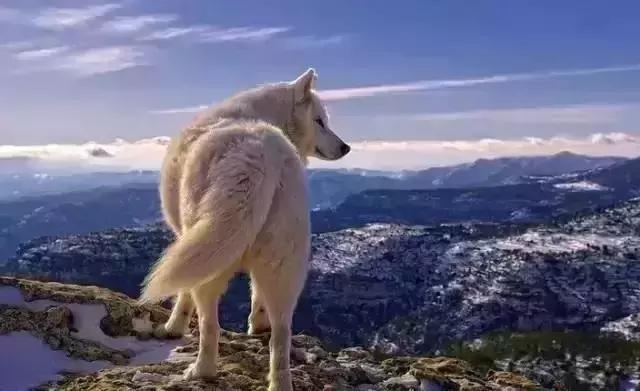 精彩!逼狼去吃草,太经典了!