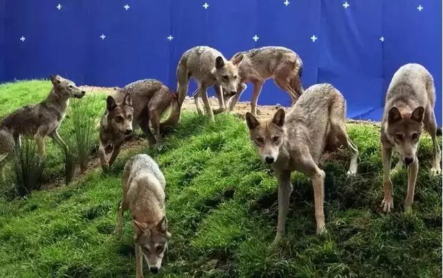 ���ʣ�����ȥ�Բݣ�̫�����ˣ�