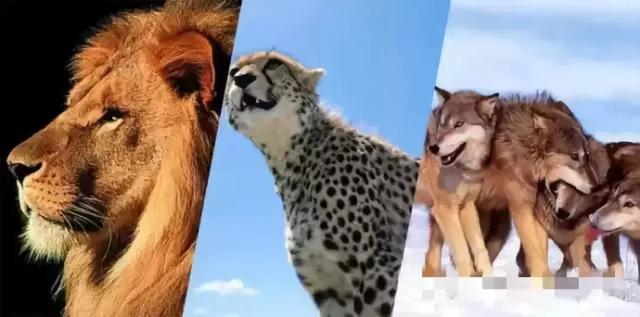 ���ʣ�����ȥ�Բݣ�̫�����ˣ�