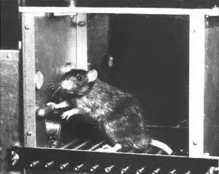 赌瘾破坏力不亚于吸毒,它凭什么利用你的天性、劫持你的大脑?