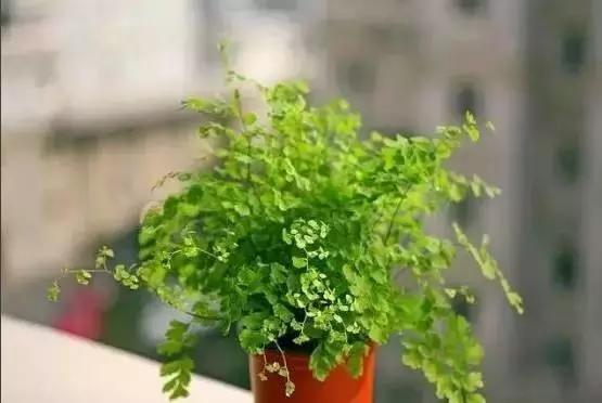 别老是绿萝绿萝!最全的吸毒植物手册,选择对了才有效!