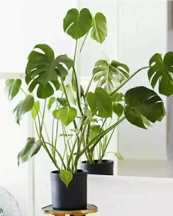 别老是绿萝绿萝!最全的吸毒植物手册,选择对了才有效!