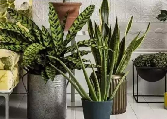 别老是绿萝绿萝!最全的吸毒植物手册,选择对了才有效!