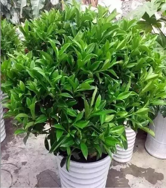 别老是绿萝绿萝!最全的吸毒植物手册,选择对了才有效!