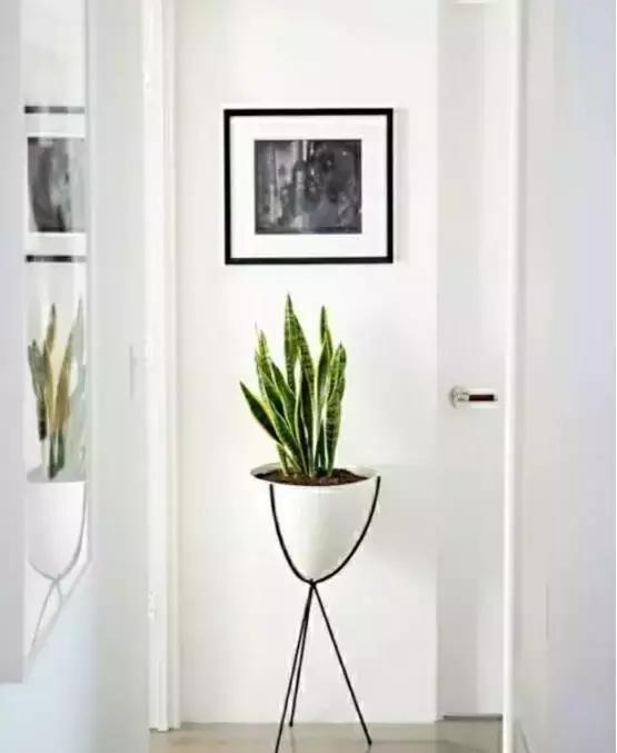 别老是绿萝绿萝!最全的吸毒植物手册,选择对了才有效!