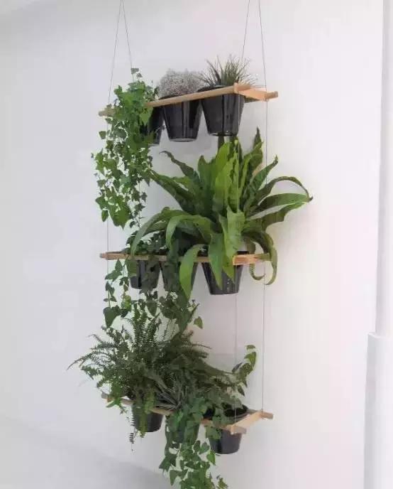 别老是绿萝绿萝!最全的吸毒植物手册,选择对了才有效!