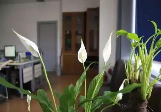 别老是绿萝绿萝!最全的吸毒植物手册,选择对了才有效!