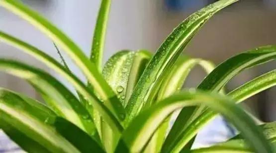 别老是绿萝绿萝!最全的吸毒植物手册,选择对了才有效!