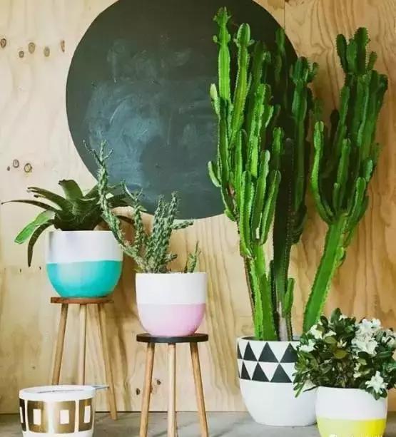 别老是绿萝绿萝!最全的吸毒植物手册,选择对了才有效!