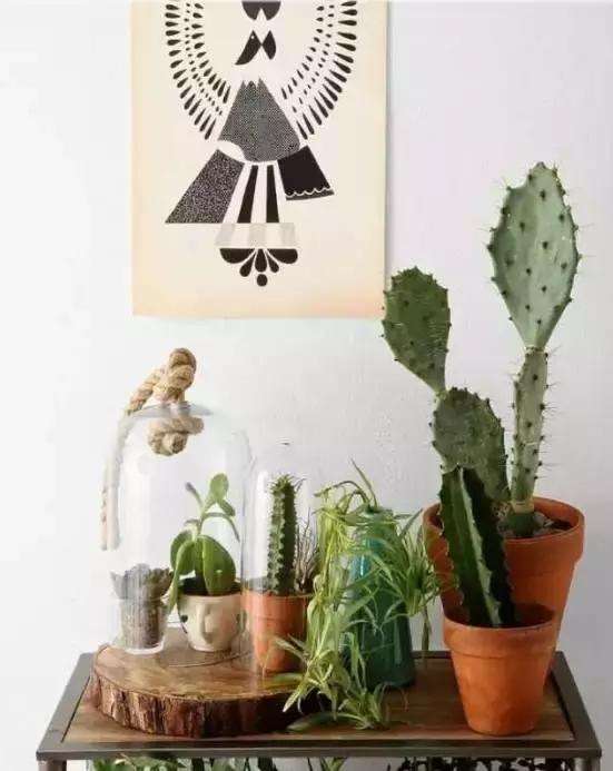 别老是绿萝绿萝!最全的吸毒植物手册,选择对了才有效!