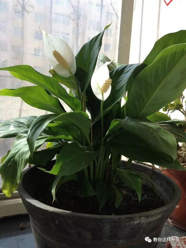 �ļ���ˮ�н�������6��Ҫ����������������ʣ�裡