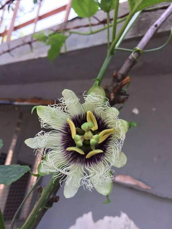 ��ʣ�İ�������˷ѣ��������Ӿ����֣��������ѹ��֦��