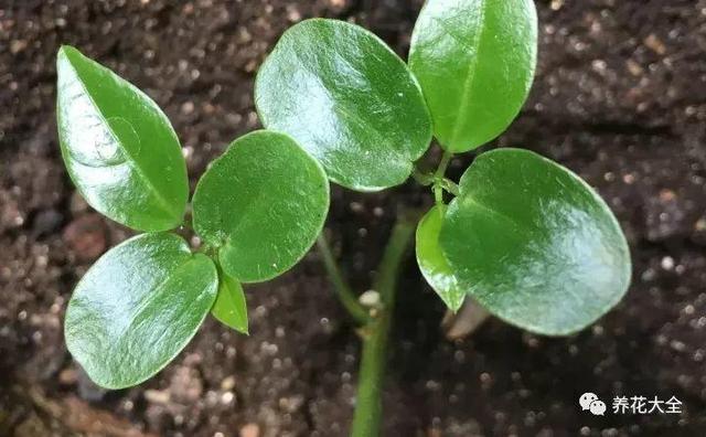 ��ʣ�İ�������˷ѣ��������Ӿ����֣��������ѹ��֦��