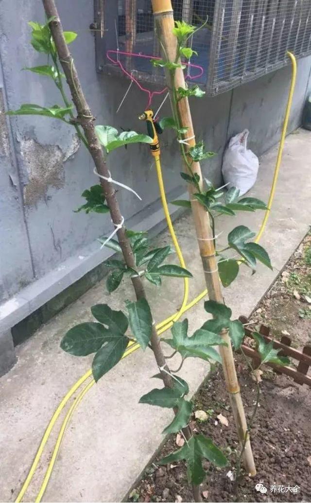 ��ʣ�İ�������˷ѣ��������Ӿ����֣��������ѹ��֦��