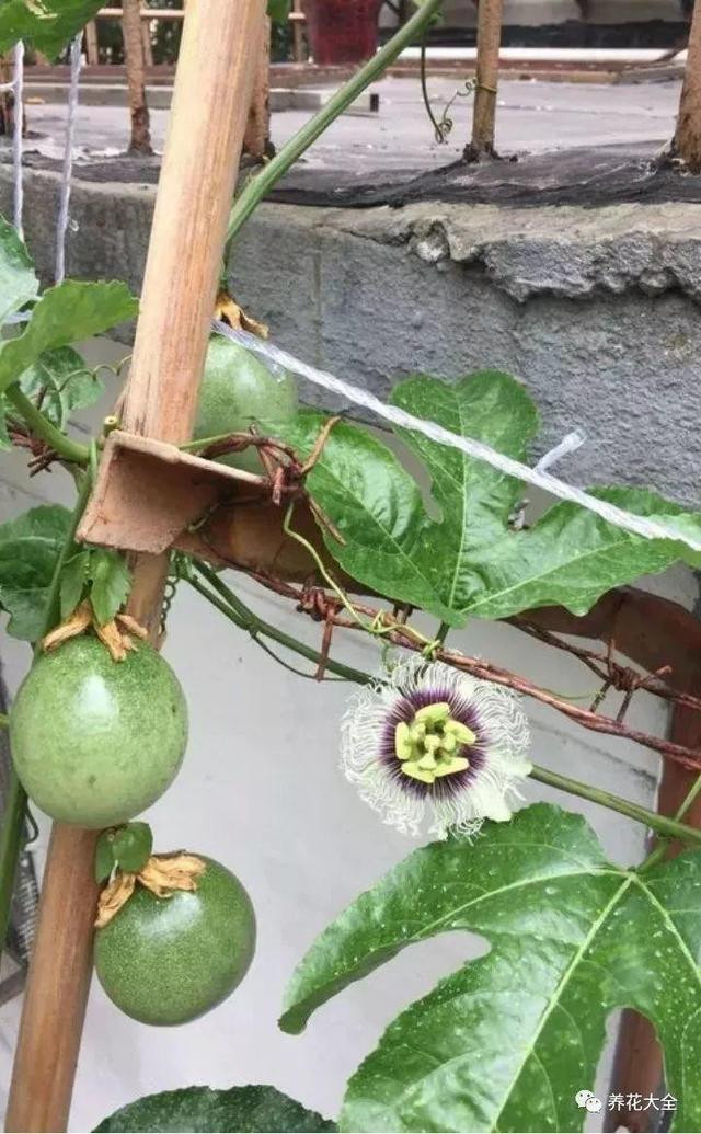 ��ʣ�İ�������˷ѣ��������Ӿ����֣��������ѹ��֦��