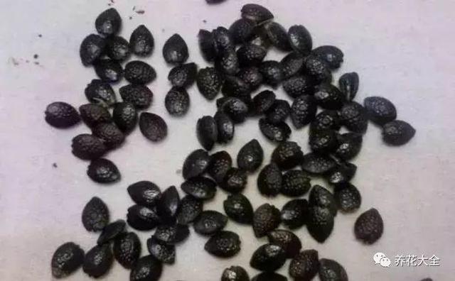 ��ʣ�İ�������˷ѣ��������Ӿ����֣��������ѹ��֦��