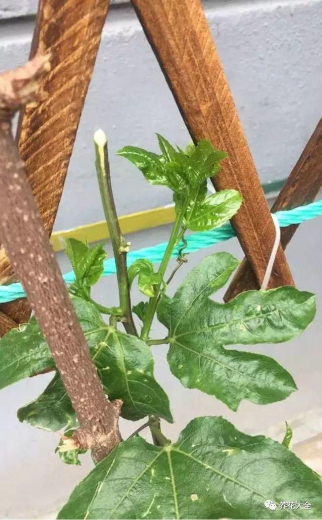 ��ʣ�İ�������˷ѣ��������Ӿ����֣��������ѹ��֦��