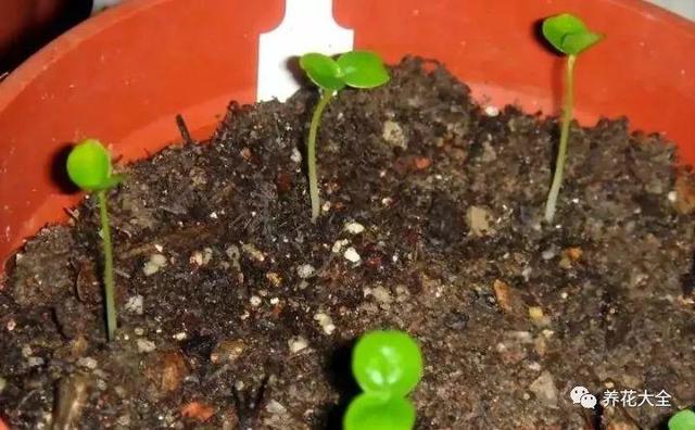 ��ʣ�İ�������˷ѣ��������Ӿ����֣��������ѹ��֦��