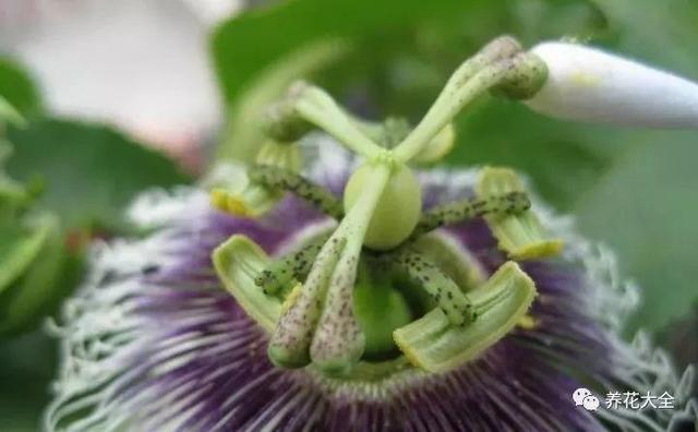 ��ʣ�İ�������˷ѣ��������Ӿ����֣��������ѹ��֦��