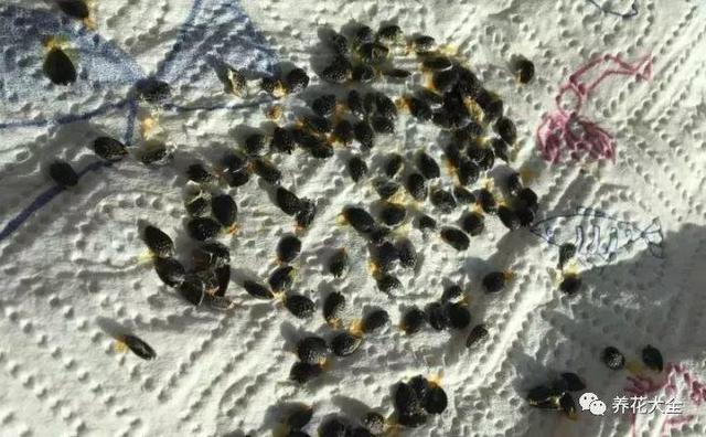 ��ʣ�İ�������˷ѣ��������Ӿ����֣��������ѹ��֦��