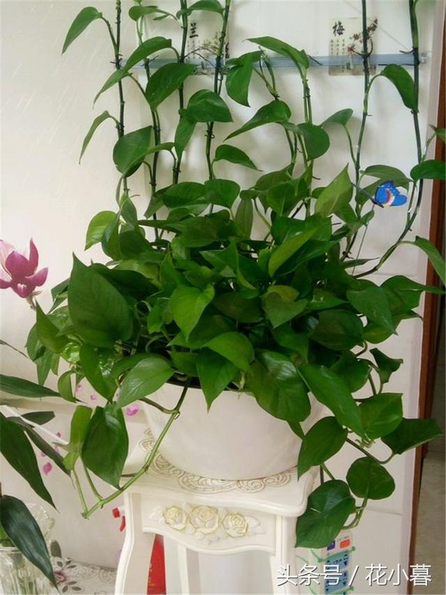 �����Ǹ����Ͼƹ�����ƽʱһС�ף��賤ɲ��ס