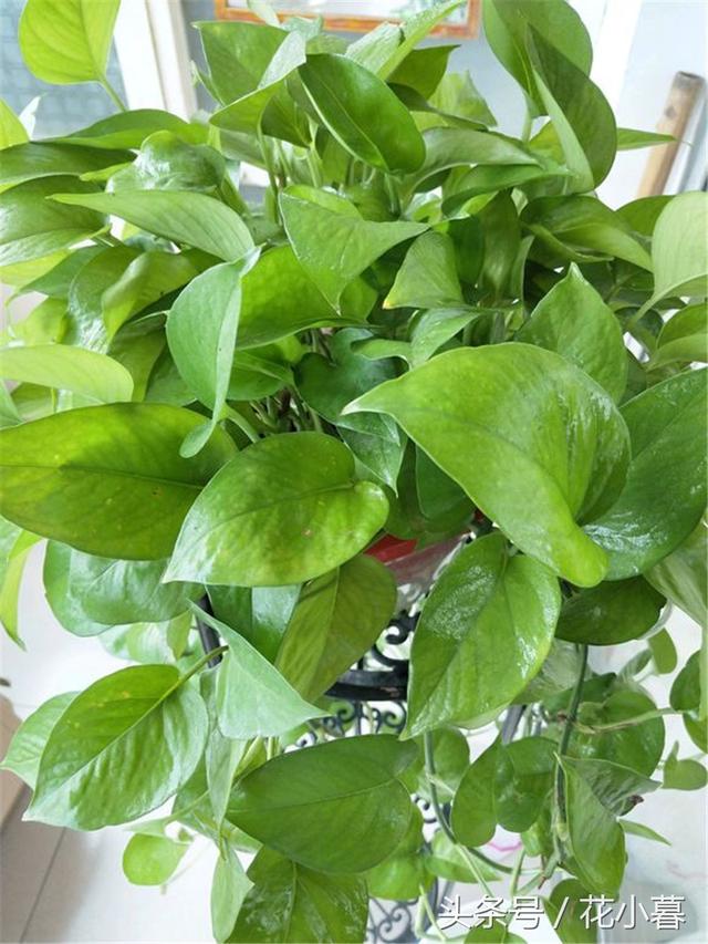 �����Ǹ����Ͼƹ�����ƽʱһС�ף��賤ɲ��ס