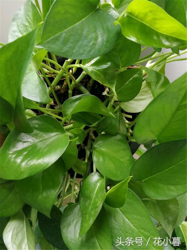 绿萝是个“老酒鬼”,平时一小勺,疯长刹不住