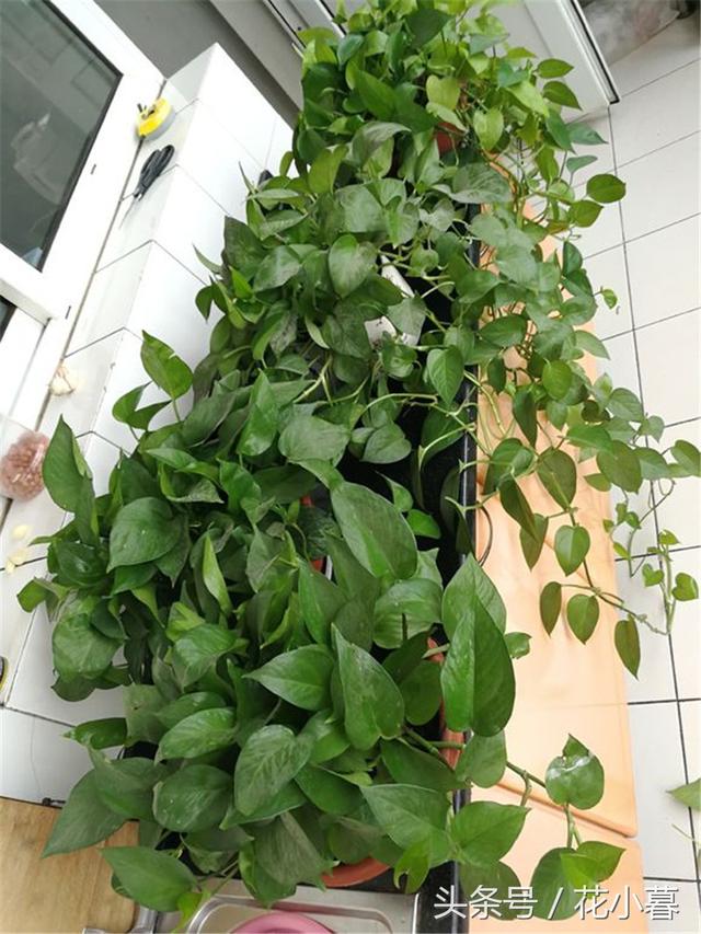 �����Ǹ����Ͼƹ�����ƽʱһС�ף��賤ɲ��ס