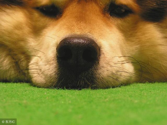 ������ϲ��ʲô��ζ����Щ��ζԭ�����ǹ����Ӱ���ζ��