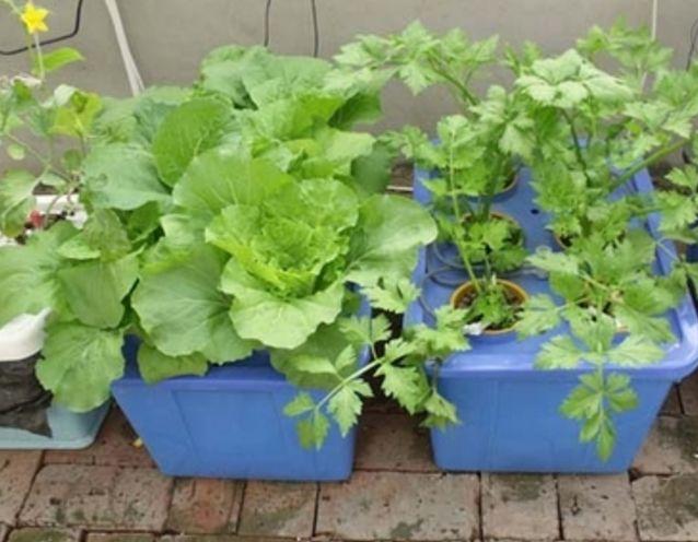 ��̨�����������߲ˣ���50�����߲ˡ���ֲʱ��������Ͻ�ѧһѧ��