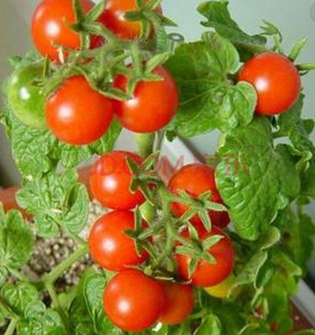 ��̨�����������߲ˣ���50�����߲ˡ���ֲʱ��������Ͻ�ѧһѧ��