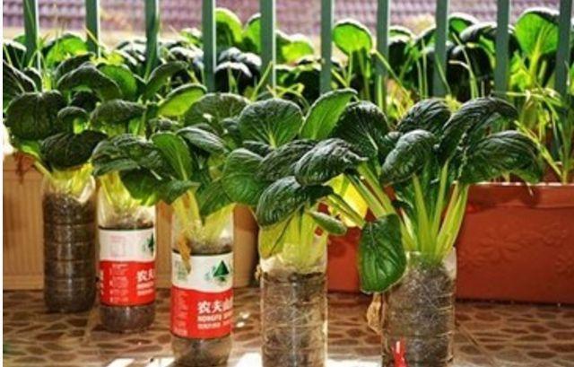 ��̨�����������߲ˣ���50�����߲ˡ���ֲʱ��������Ͻ�ѧһѧ��