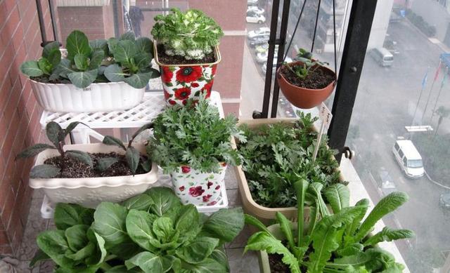 ��̨�����������߲ˣ���50�����߲ˡ���ֲʱ��������Ͻ�ѧһѧ��