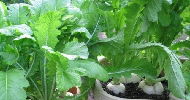 ��̨�����������߲ˣ���50�����߲ˡ���ֲʱ��������Ͻ�ѧһѧ��