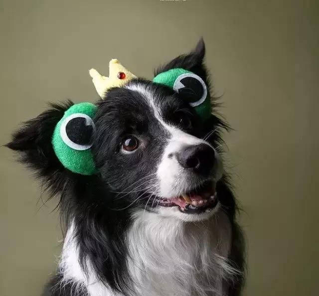 爱狗人士须知——狗狗发育的八个阶段