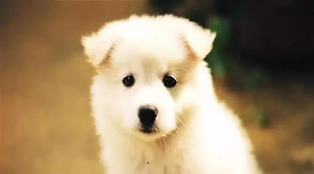 爱狗人士须知——狗狗发育的八个阶段