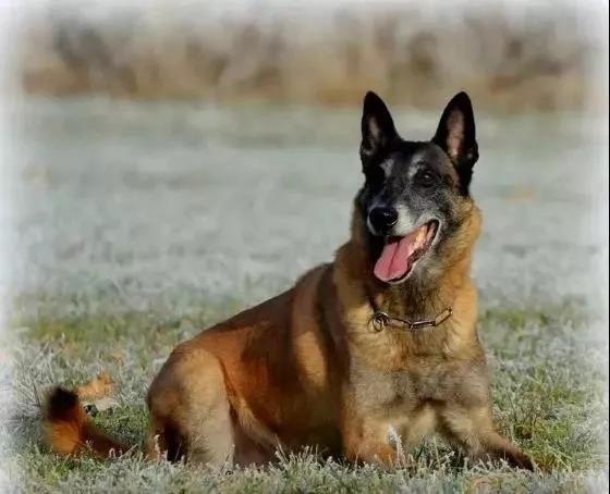 爱狗人士须知——狗狗发育的八个阶段