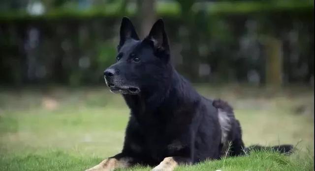 爱狗人士须知——狗狗发育的八个阶段