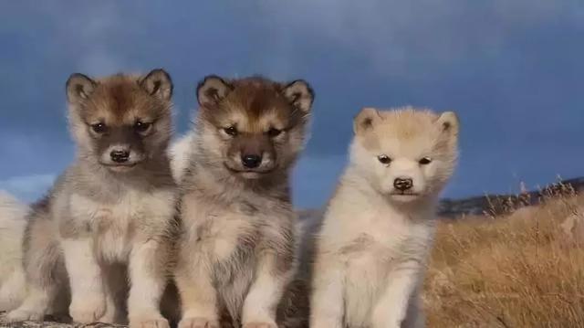 爱狗人士须知——狗狗发育的八个阶段