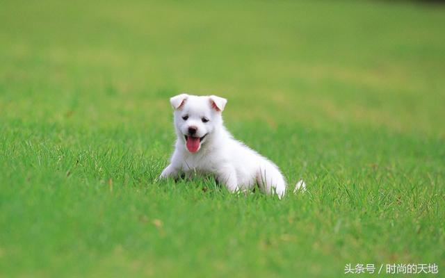 还在为您的狗狗不听话烦恼吗,训犬方法大全来了,还不快试试