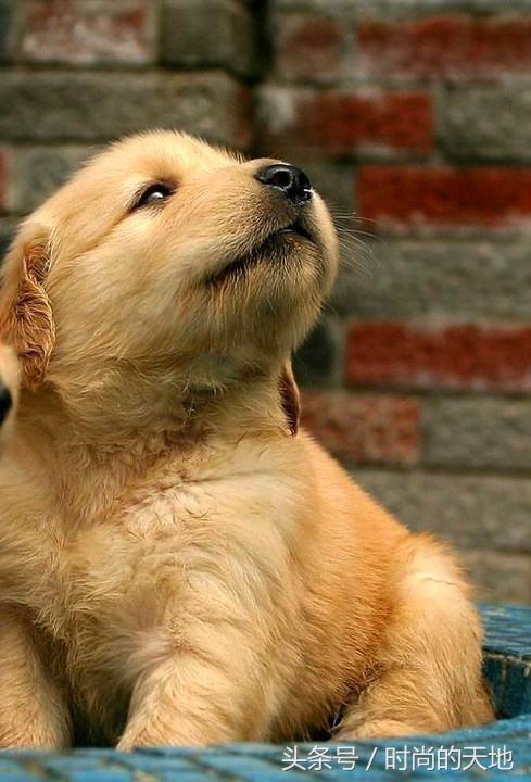 还在为您的狗狗不听话烦恼吗,训犬方法大全来了,还不快试试