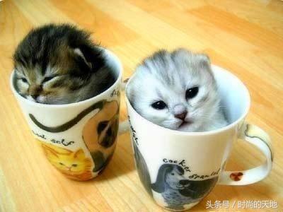 还在为您的狗狗不听话烦恼吗,训犬方法大全来了,还不快试试