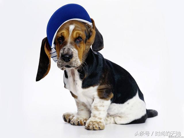 还在为您的狗狗不听话烦恼吗,训犬方法大全来了,还不快试试